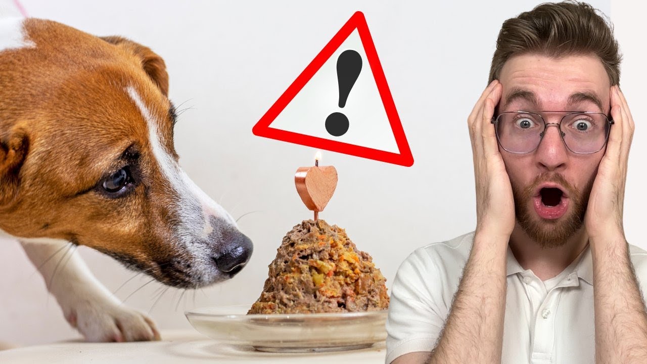 6 Fehler, die 90% der Hundebesitzer beim Füttern machen❗️😳