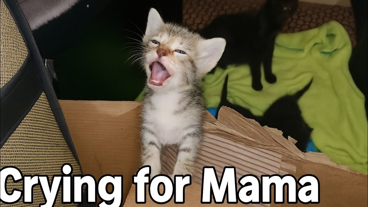 Hungry Kitten Screaming & Begging Mama for Milk 😢🐾