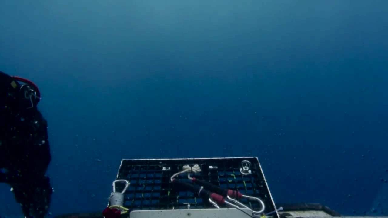 Sea Lion Surprises ROV Hercules During Dive | Nautilus Live