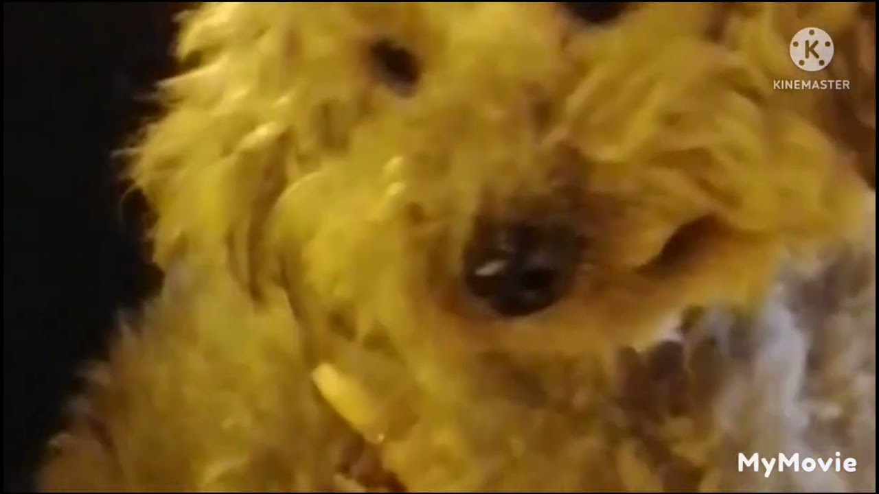 beautiful dog baby from Korean