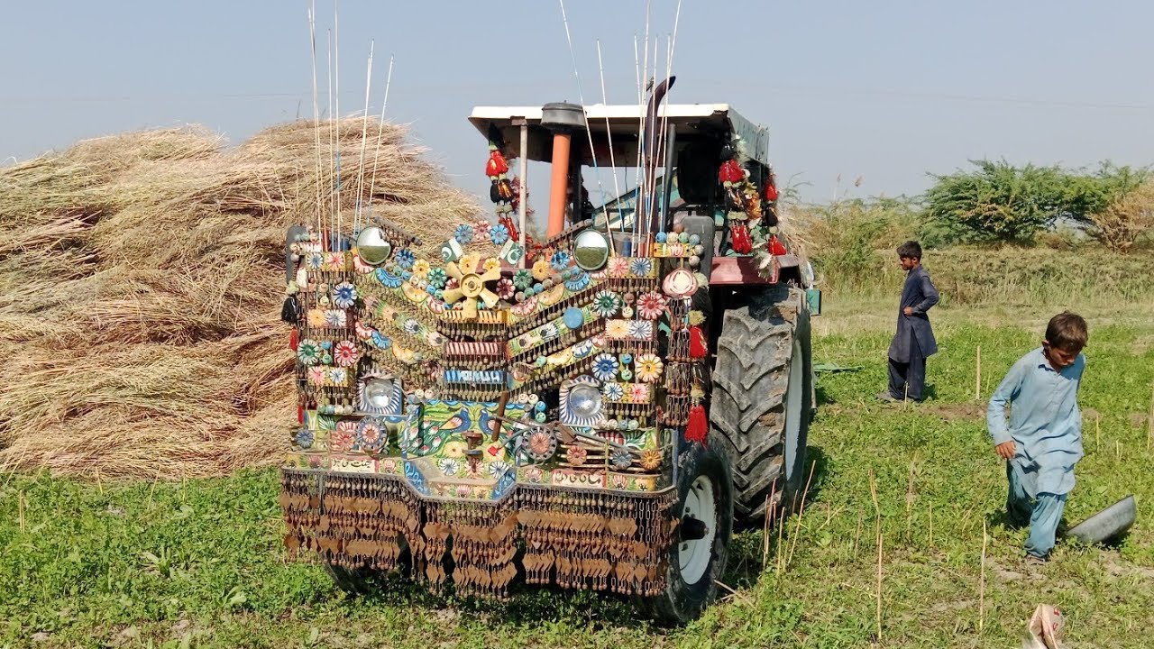 Sarson ki fasal taiyar hai katai ke Liye #shorts #viral #villagelife #farming 