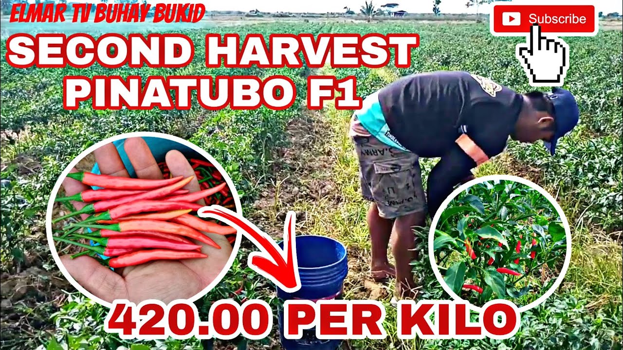 🔴PINATUBO F1 SECOND HARVEST 350-420.00 ANG KADA ISANG KILO