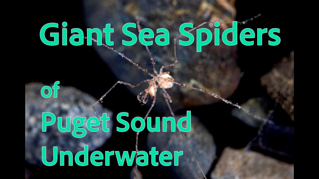 Sea Spiders of Puget Sound Underwater