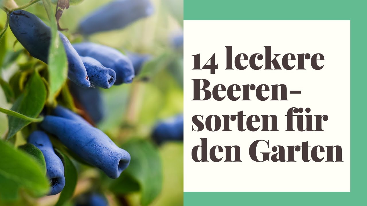14 leckere Beerensorten, die im eigenen Garten nicht fehlen d&uuml;rfen