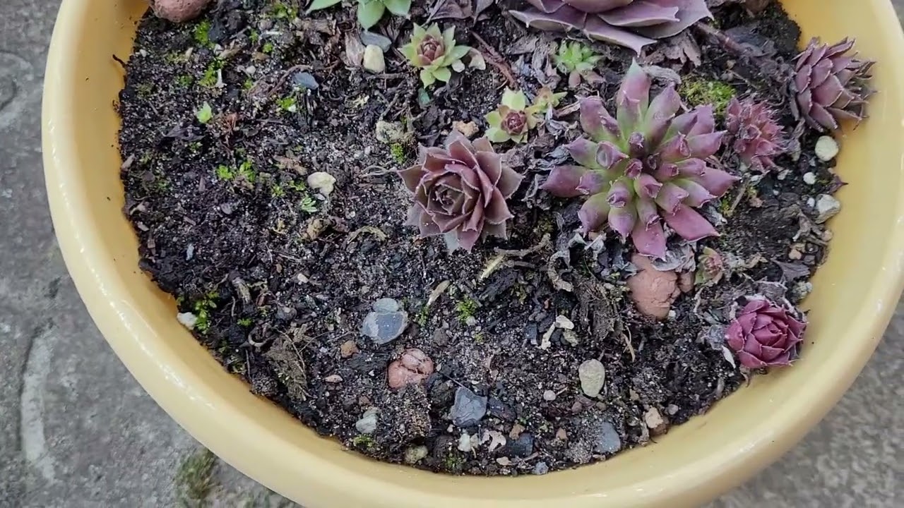 🌵 Композиция из суккулентов в саду 🍀