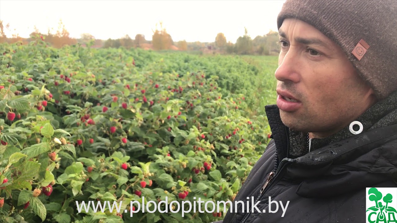 Малина Зюгана (Sugana) сорт ремонтантной малины без недостатков. Описание сорта малины Зюгана.