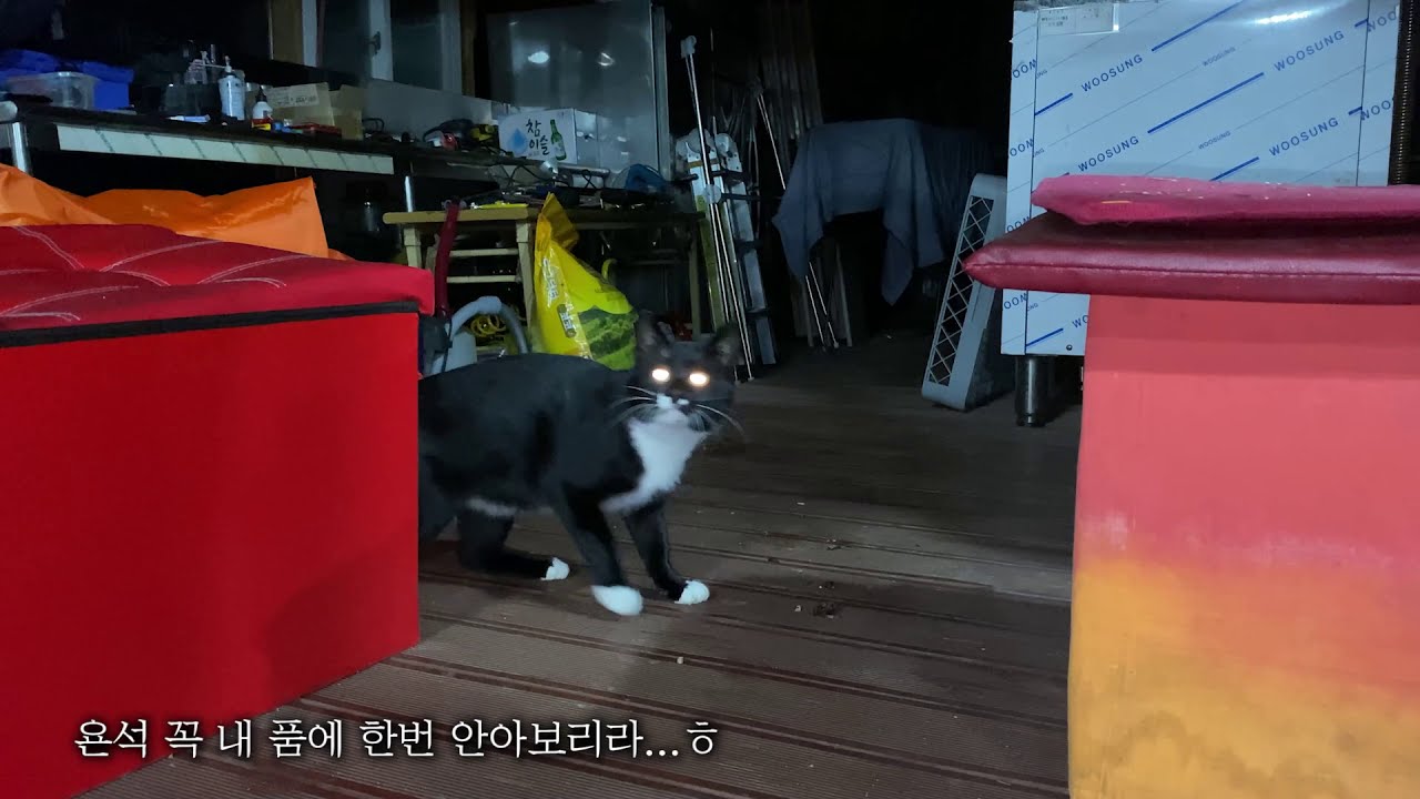 꿈달하우스 두 번째 식구이야기...
