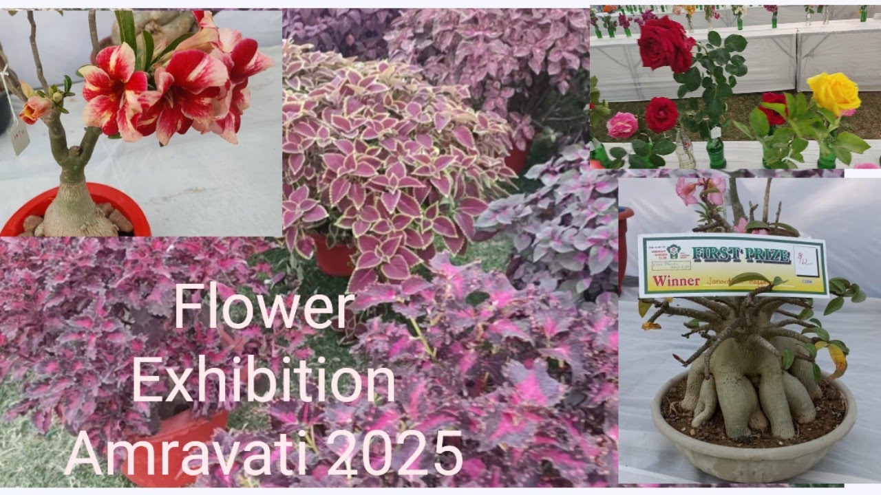 Flower Exhibition 2025 Amravati