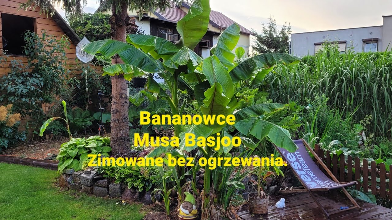 575#. Bananowce Musa Basjoo zimowanie bez ogrzewania w ogrodzie. 17.06.22