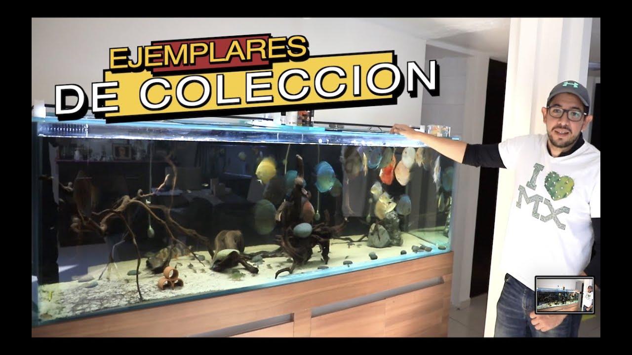 3 ACUARIOS Y MAS DE 50 PECES DISCO DE MUY ALTA CALIDAD|||||🐠🐠