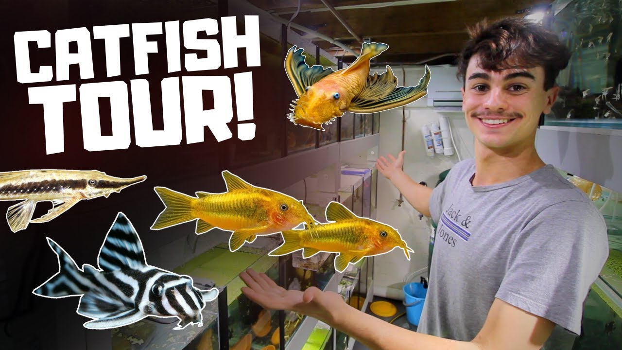 RARE Catfish Tour! (Plecos, Corydoras and Whiptails!!)