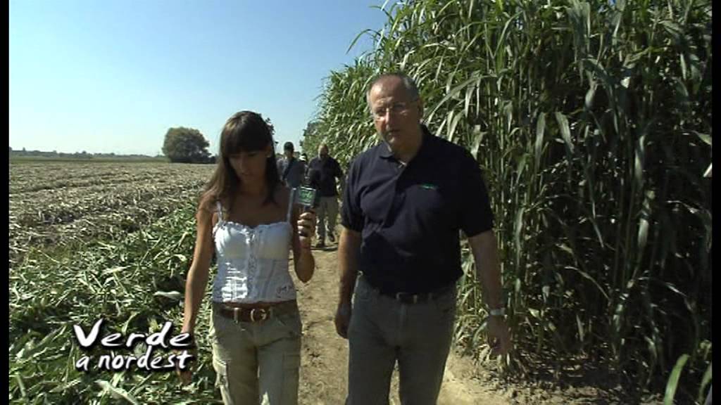 Prove in campo per Coprob: il sorgo da biomassa