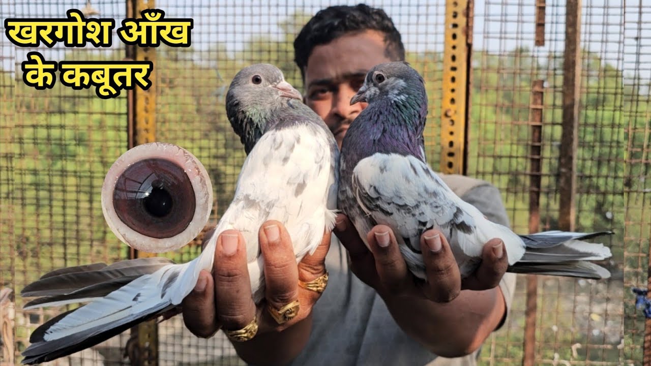 Amol Bhai Ke Khargosh Aankh Ke Lall Aankh Ke Golden, Kamagar, Sialkoti, Border Wale Kabootar.