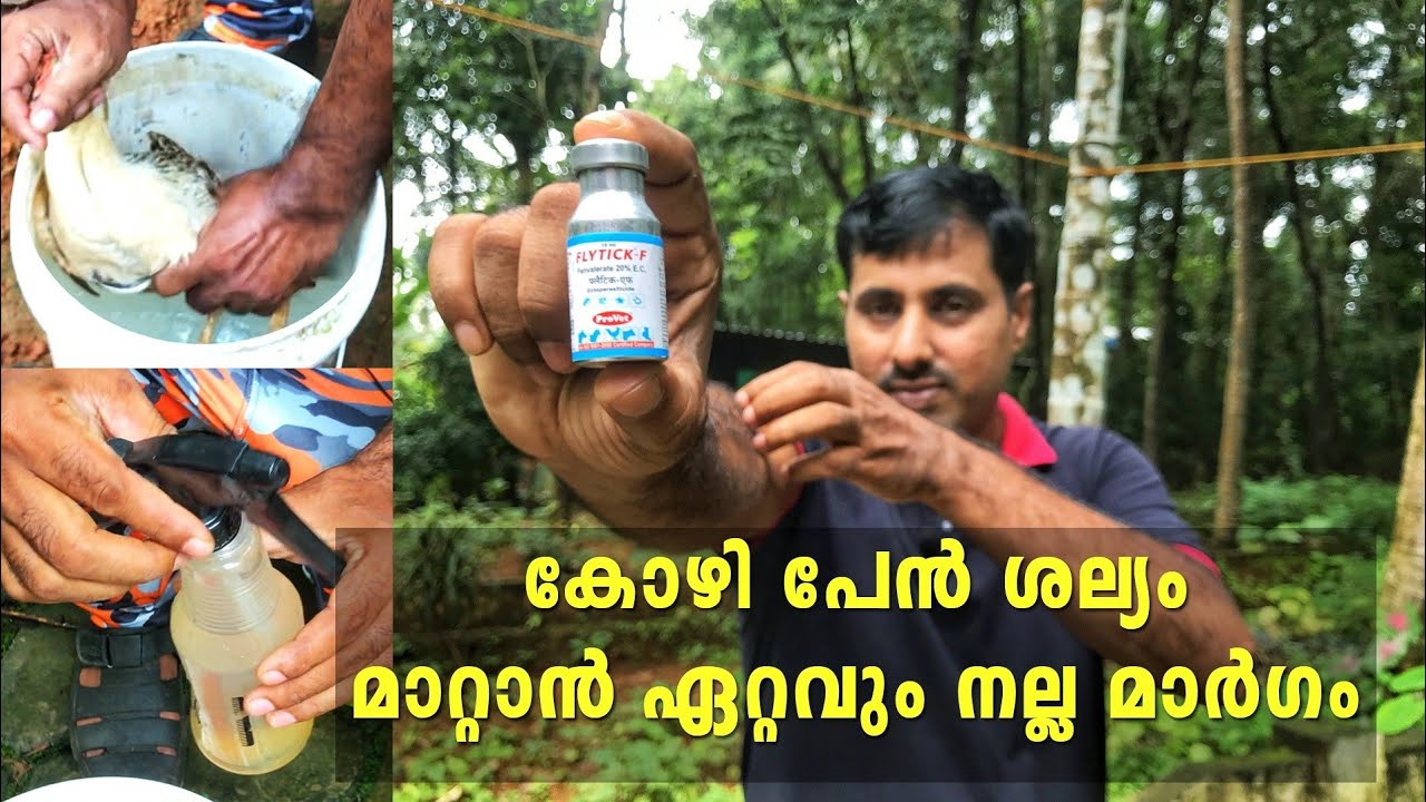 Kozhi pen pokan medicine | Kozhi pen pokan | Kozi pen medicine malayalam | കോഴി പേൻ മരുന്ന്