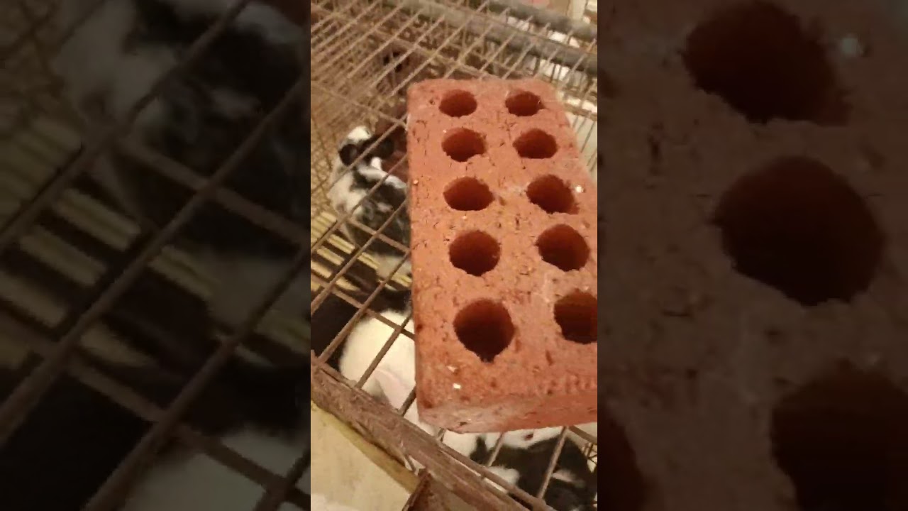 مقدار العلف 