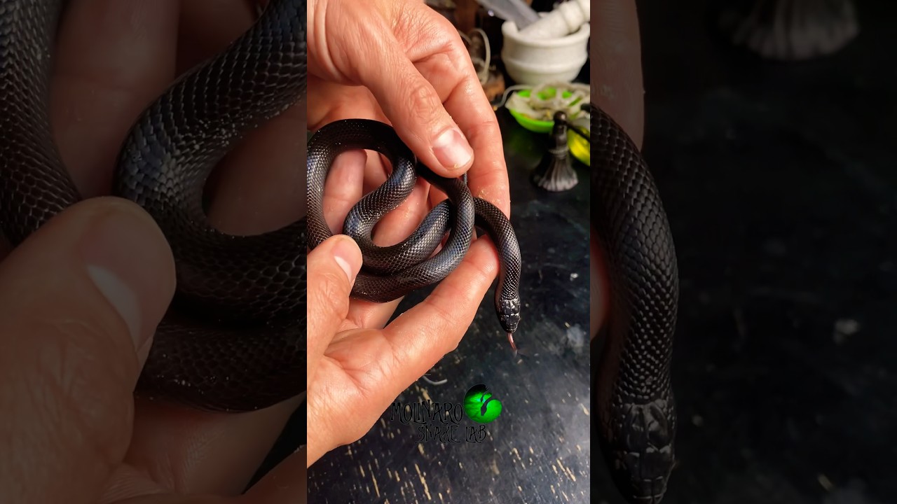 Socializing Snakes #molinarosnakelab #diy #kingsnake #mexicanblackkingsnake #reptiles #shorts #pets