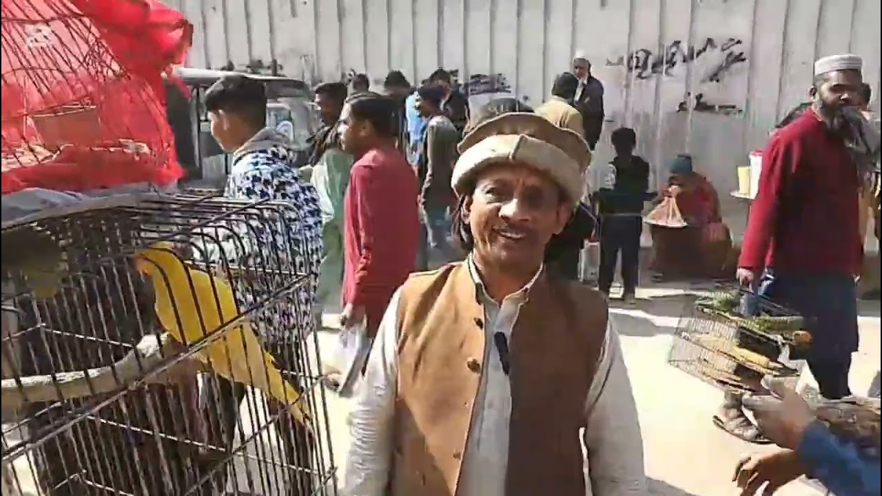 Lalukhet Sunday Market Big Birds Price Update | 25 Jan 2026 | Grey Parrot, Kashmiri Raw & Chicks