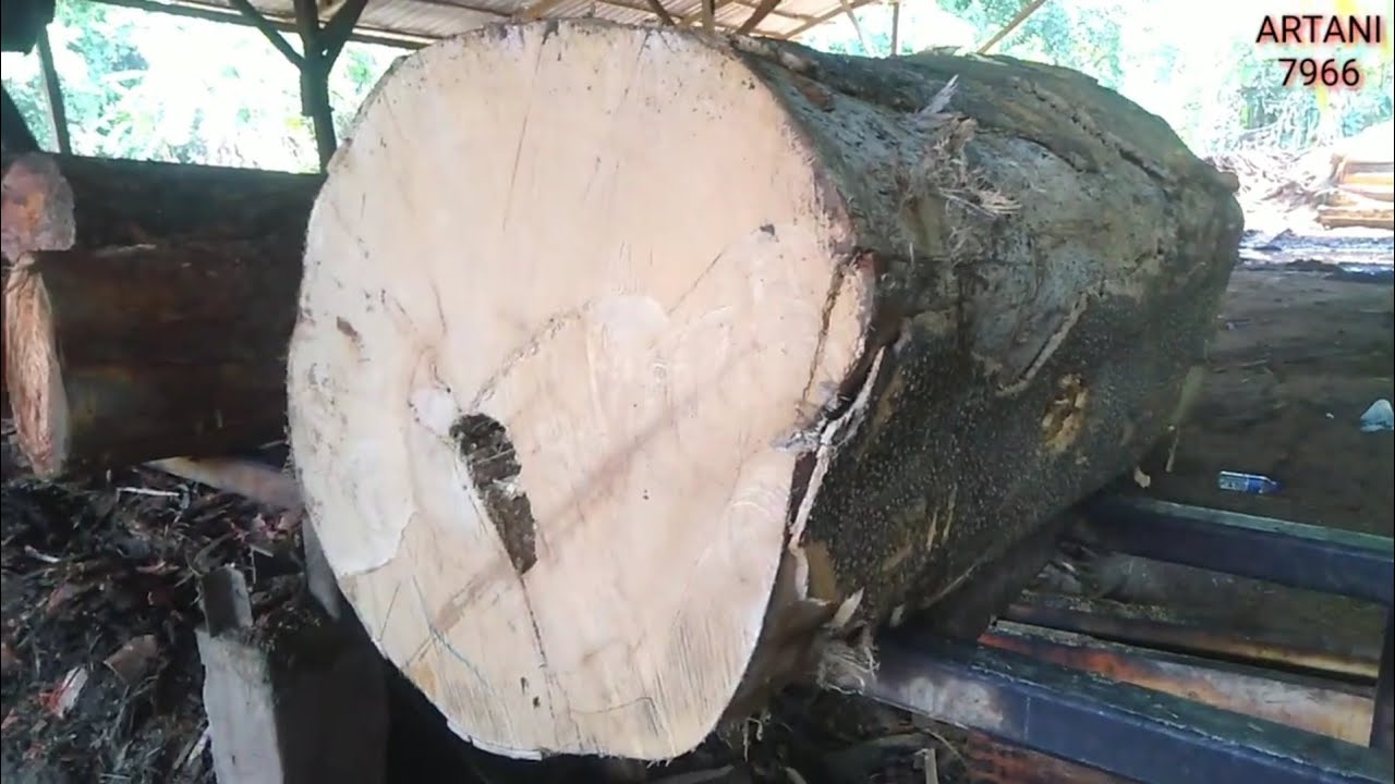 KAYU PULAI BESAR