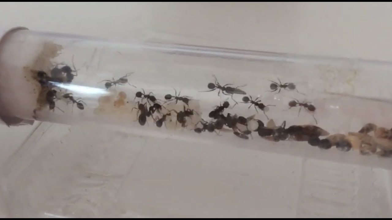 LES MESSOR BARBARUS PEUVENT DÉMÉNAGER | Fourmi City Life