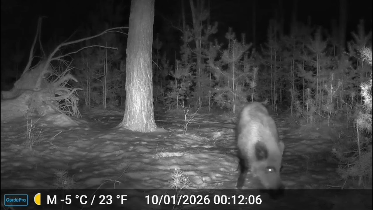 Wildschwein sucht nach Nahrung