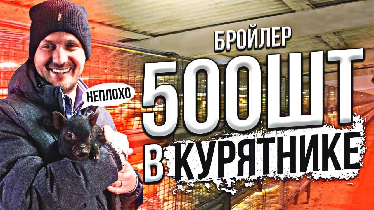 Бройлер кобб 500 выращивание и содержание 500 шт, бизнес на бройлере,