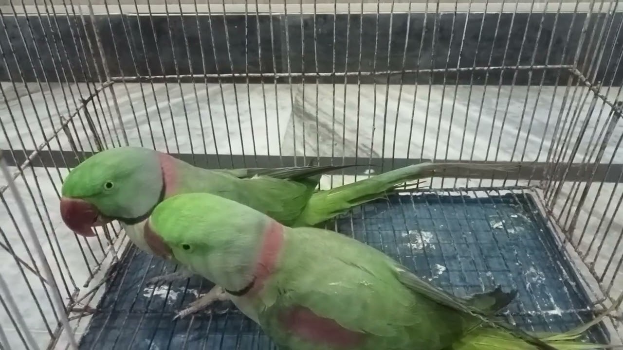 Poultry birds vlogs.Parrots k Liya aj hm khany k Liya kiya ly k aahy