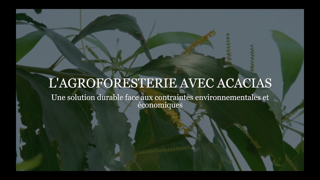 Agroforesterie avec acacias