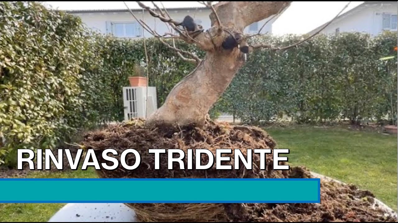 RINVASO ACERO TRIDENTE - Rinvaso e potatura primaverile