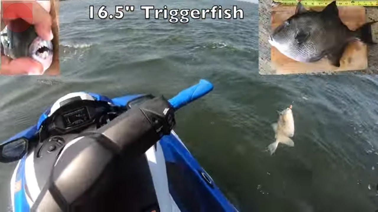 Jet Ski Fishing and Clamming on the Bay! (+Update) - Rob’s World