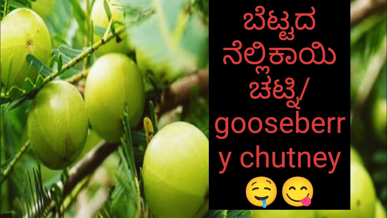 ಬೆಟ್ಟದ ನೆಲ್ಲಿಕಾಯಿ ಚಟ್ನಿ/gooseberry chutney 🥘😋🤤