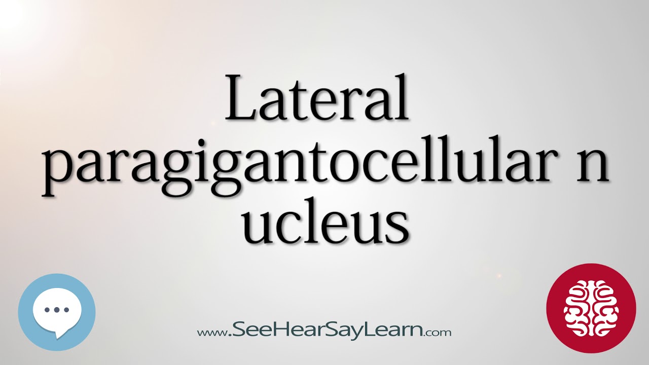 Lateral paragigantocellular nucleus   Anatomy of the Brain   SeeHearSayLearn 🔊