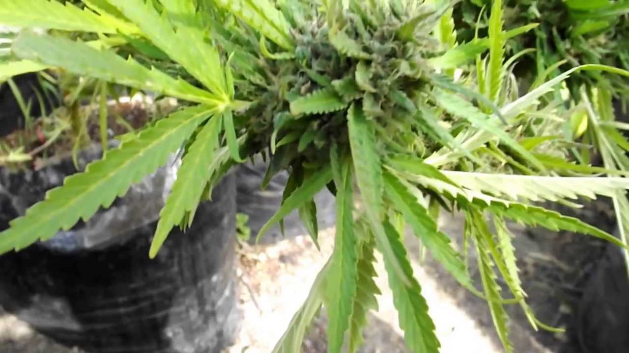 Medijuana   Hindu Kush Outdoor 2012  & 2013 Compare with & without Flower Initator and ESC Root Cond