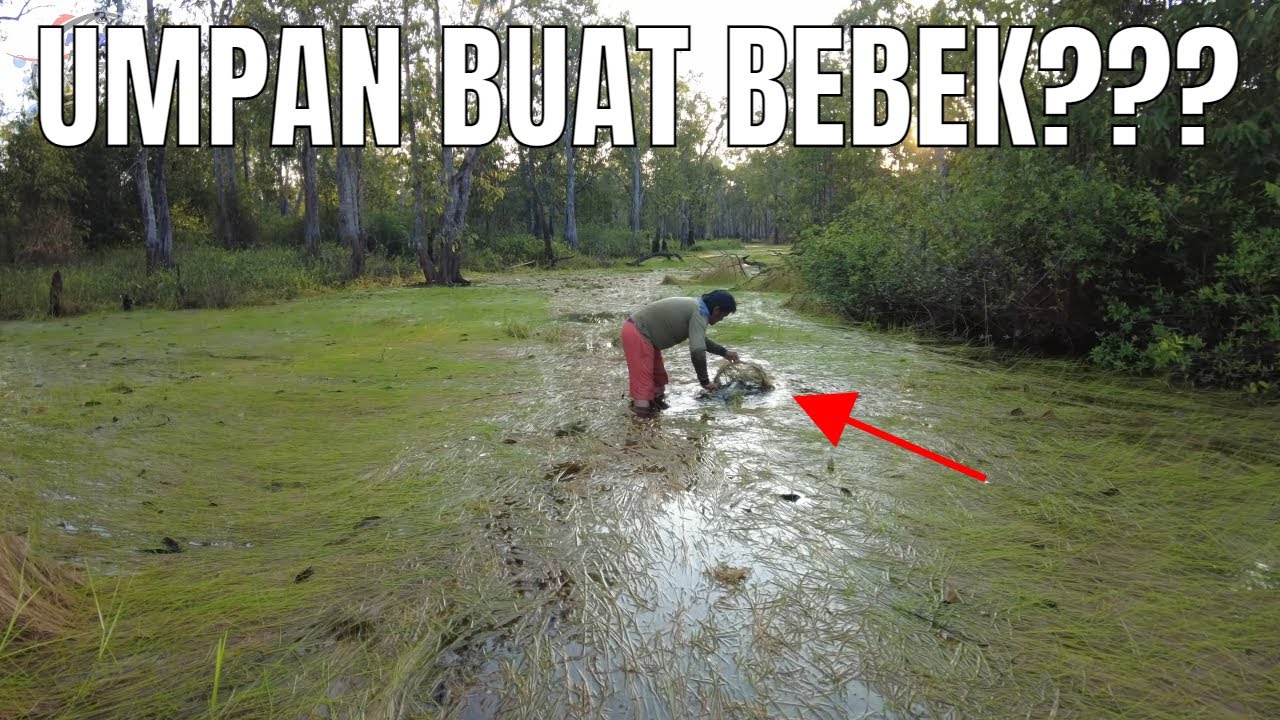CUMAN PAKAI UMPAN DEDAK BISA PANEN RATUSAN EKOR LELE SEBANGAU #391