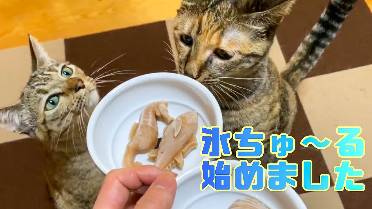 猫達の暑さ対策に氷ちゅーるをあげてみたら...【保護猫】
