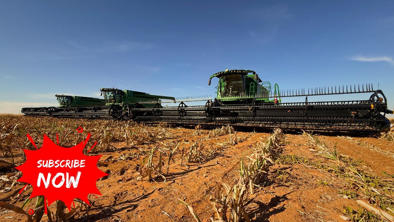 Harvesting Milo in a Tumbleweed Nightmare