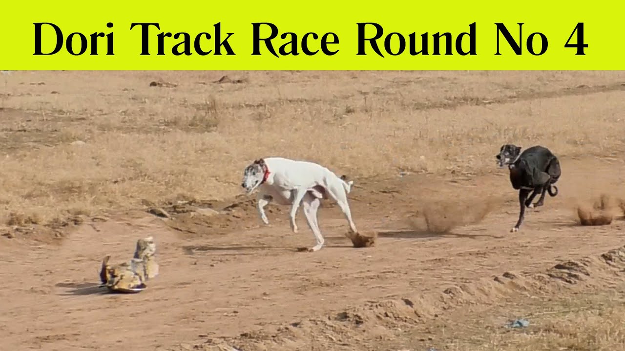 Dori Track Race Dadhocha | Round No 4 | 16-01-23 | SP Studio 216  Mob 0321-7733216