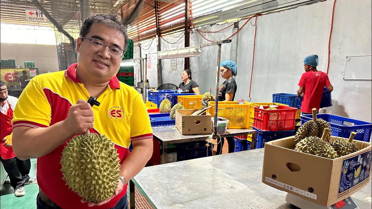 Game-Changing Opportunity para sa mga Durian Farmers: May Export na sa China, Skyrocket ang kita!
