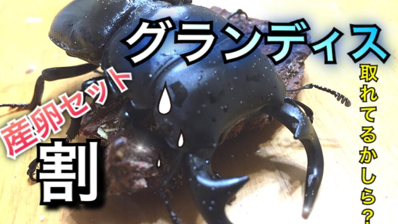 【クワガタ】37話　グランディス オオクワガタ 産卵セット 割り出し