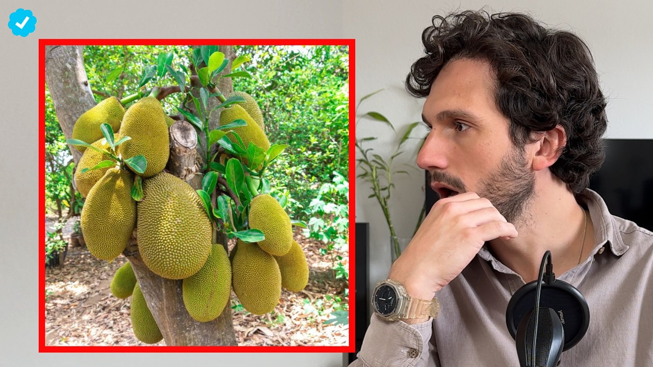¿Frutos del Bosque en Terraza? 🥭