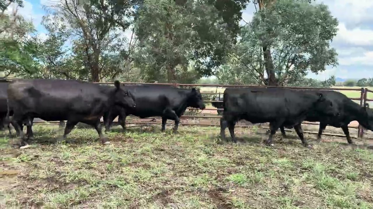 23 PTIC Angus Cows