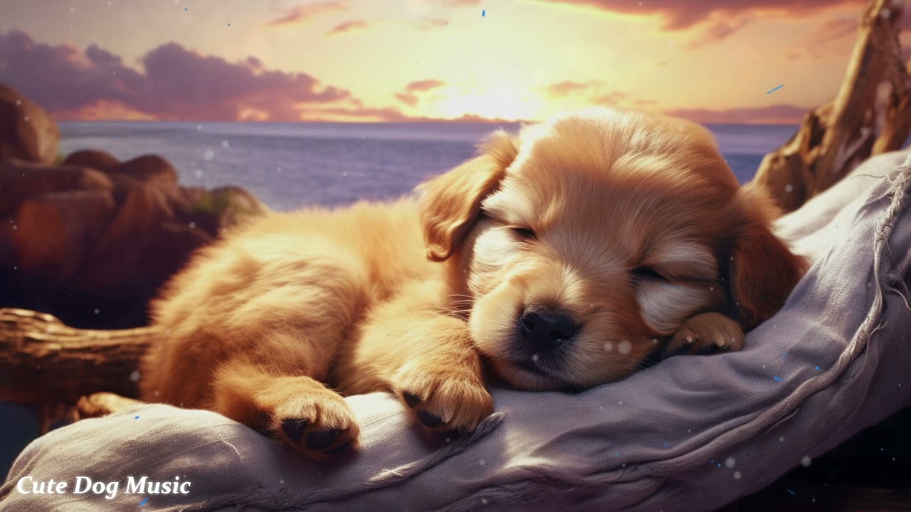 Собака становится спокойной💖🐶 Музыка для сна, Музыка от тревоги разлуки, Расслабьте своих собак