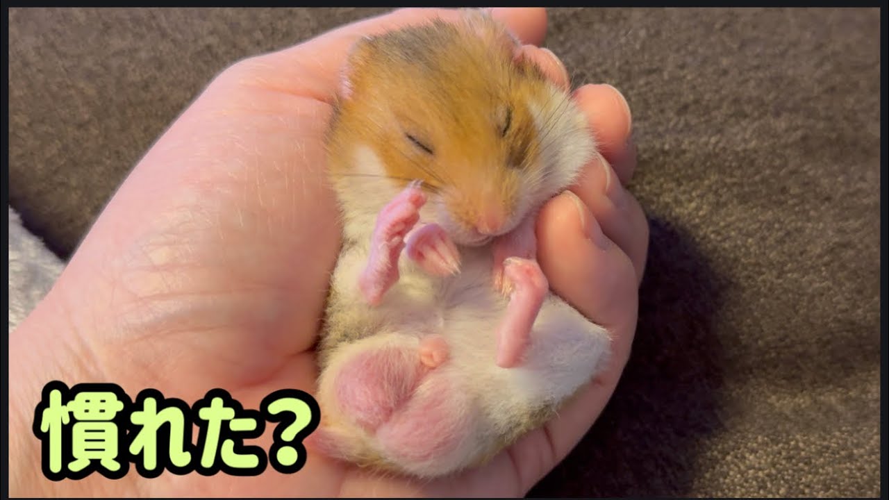 目指せベタ慣れ！隙あらば指をガブる「たまご」と飼い主の、華麗なる回避修行。My daily training to dodge Tamago’s hungry 