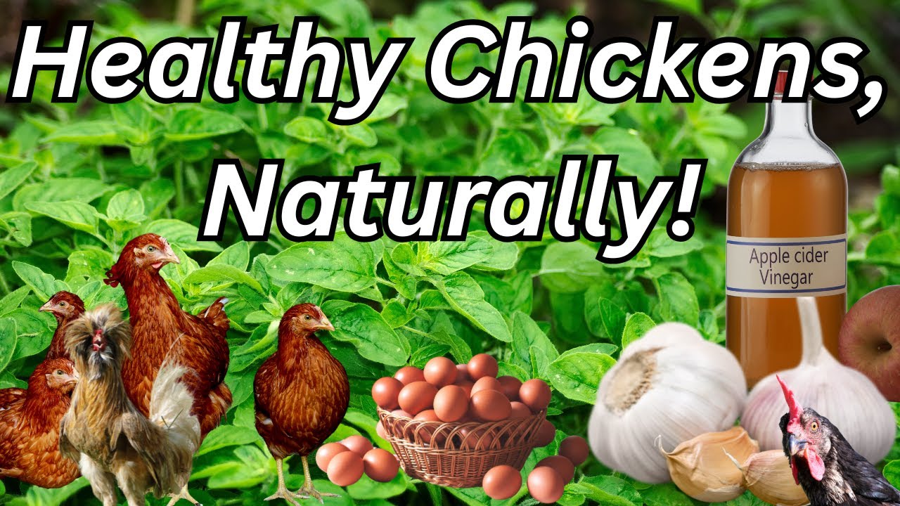 Top 12 Herbs & Natural Supplements to Keep Your Chickens Healthy & Laying Strong! 🐓🌿
