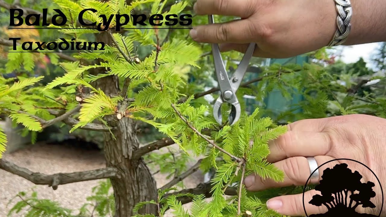 Bald Cypress (Taxodium) - Greenwood Bonsai