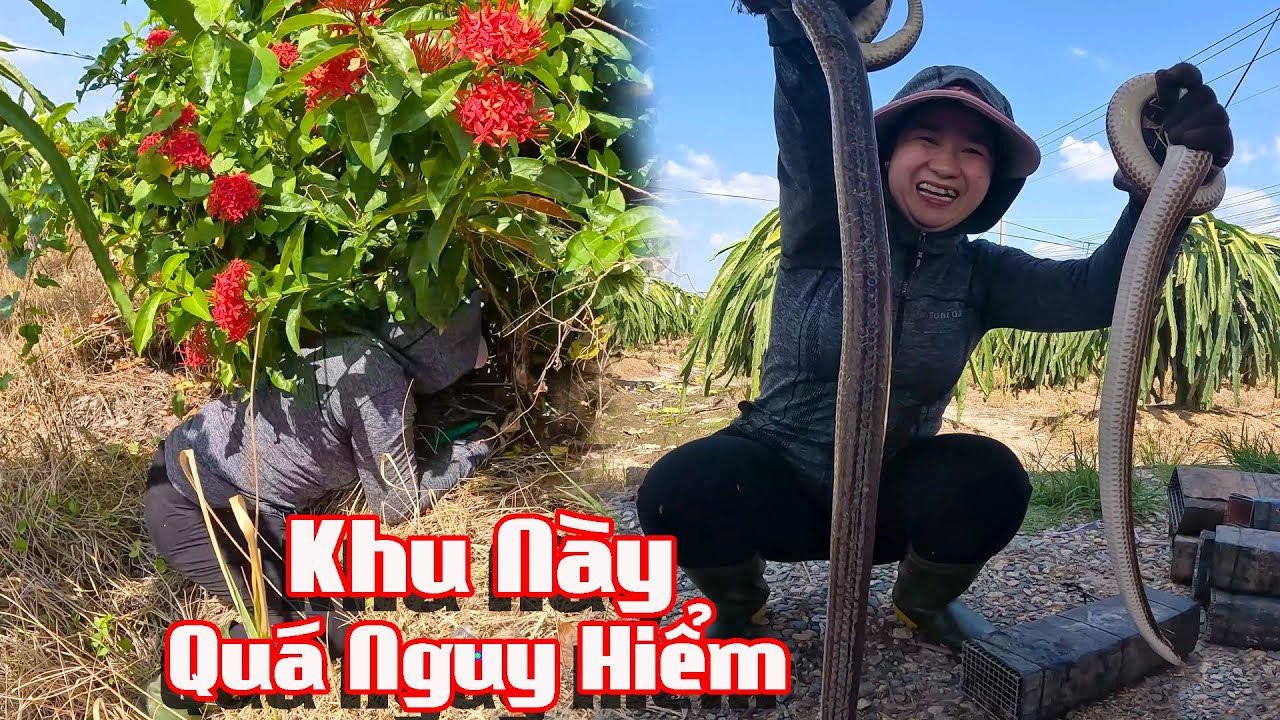 Chui Lùm Chui Bụi Để Bắt Rắn Lớn , Rắn Dính Cả Nùi l Cò Sang Săn Bắt # Co Sang San Bat # Tập 11