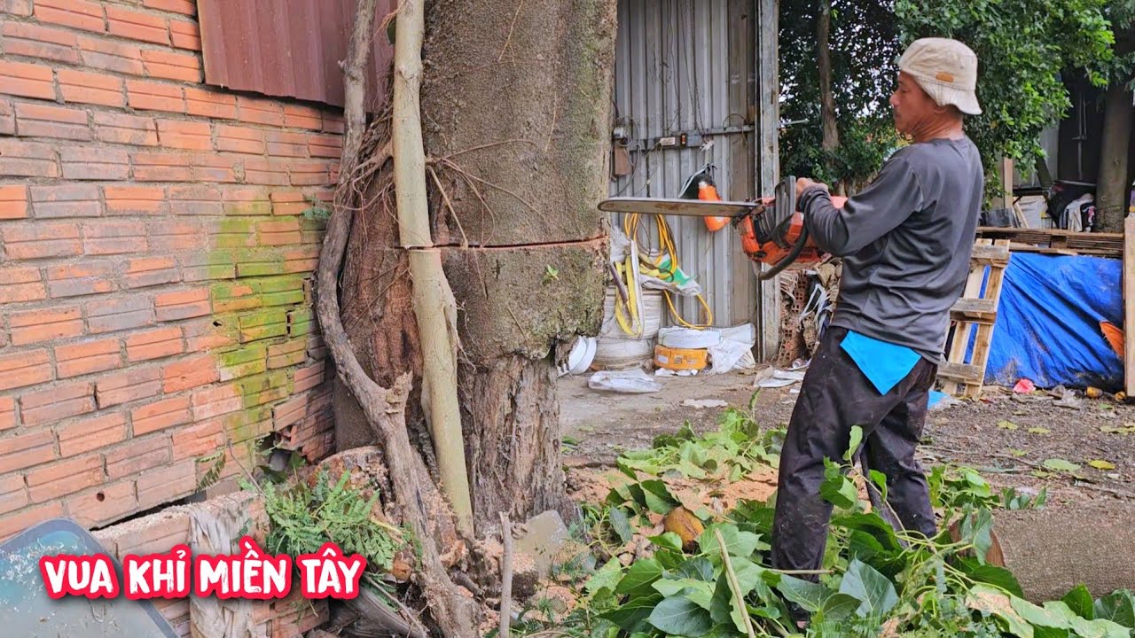 Thót Tim !!! Vua Khỉ và Đệ T.ử cưa hạ cây S.Ú.N.G R.Ắ.N cạnh nhà máy bao bì.