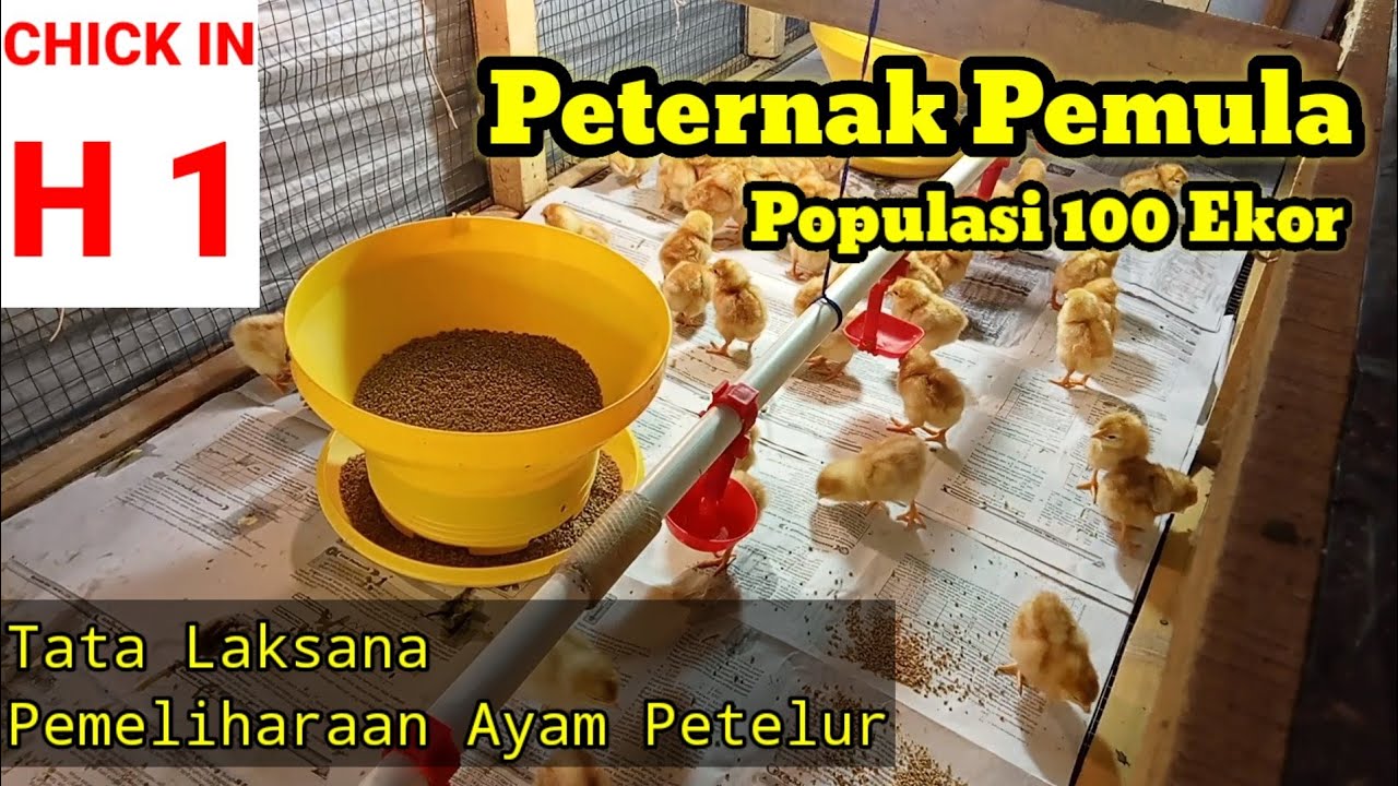 MEMELIHARA AYAM PETELUR DARI DOC SAMPAI PRODUKSI SAAT AYAM DATANG