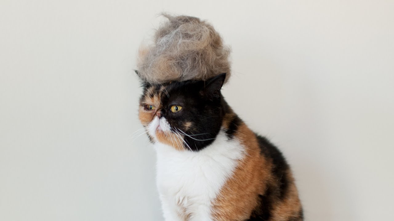 Exotic Shorthair Cat Loves to be Brushed