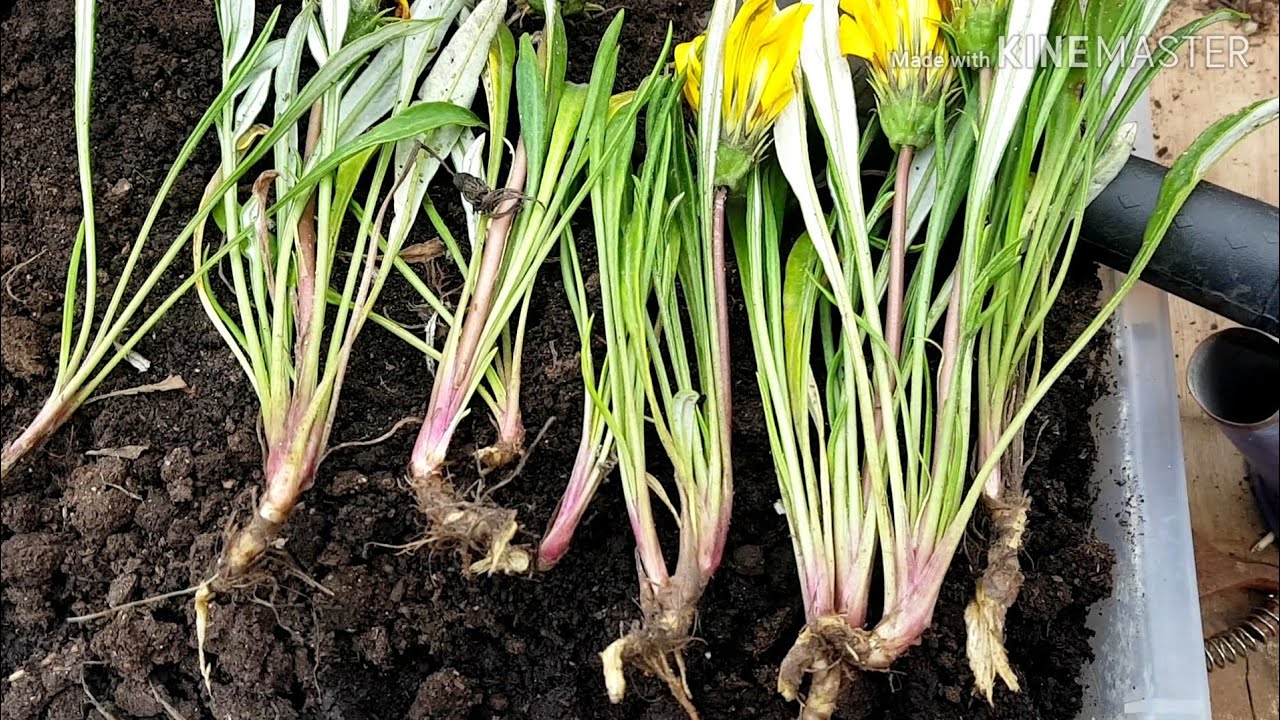 زراعة الجازانيا بالكامل مع نتيجة التعقيل Gazania cultivation-cuttings