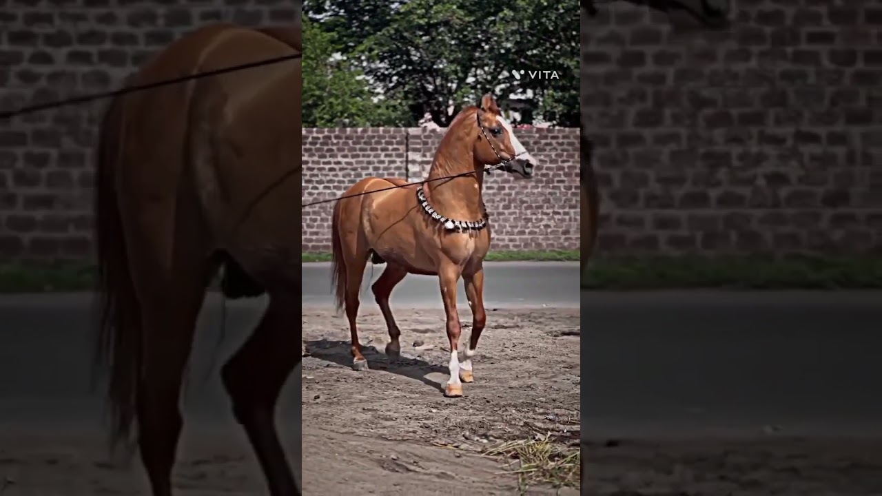 || kathiyawadi stallion horse ||